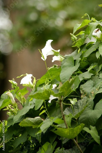 Flower in garden