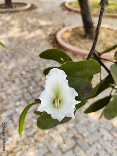 Delicate white flower of Bauhinia forficata in close-up. With blurred background on a sunny day. photo