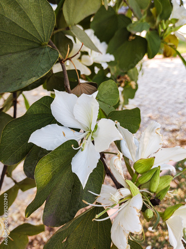 Delicate white flower of Bauhinia forficata in close-up. With blurred background on a sunny day. photo