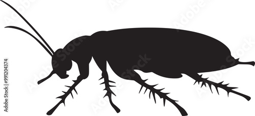 cockroach isolated on white