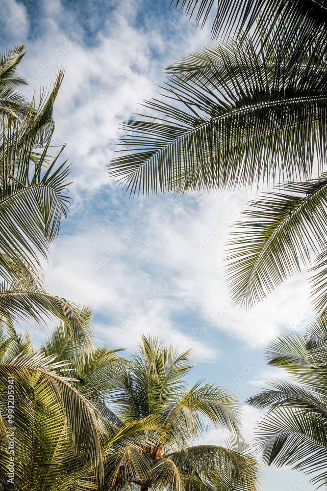 Fototapeta premium palm tree pretty Costa Rica 