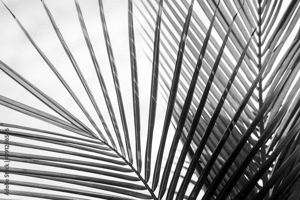 Fototapeta premium palm tree pretty Costa Rica 