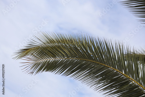 date palm tree leaves against blue sky