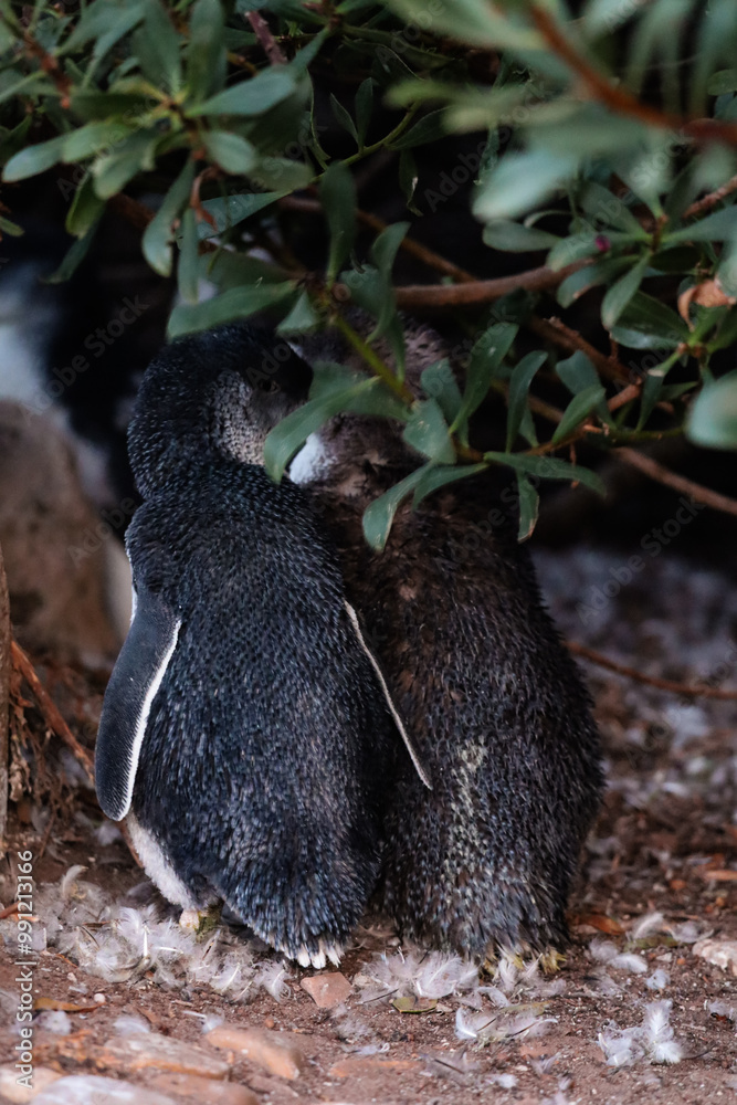 Picture of two very cute fairy penguins (or little blue penguins) hugging at dusk next to their burrow. Moulting season, lots of feathers everywhere. Small birds in Devonport, Tasmania, Australia. Picture of two very cute fairy penguins (or little blue penguins) hugging at dusk next to their burrow. Moulting season, lots of feathers everywhere. Small birds in Devonport, Tasmania, Australia.