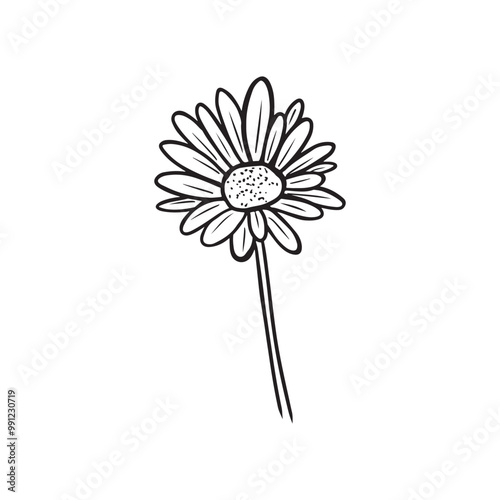 An elegant and beautiful daisy chrysanthemum flower in black isolated on white background. Hand drawn vector sketch illustration in doodle engraved vintage line art style. Coloring book, plant