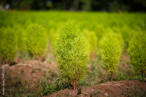 初夏に植えられた緑色のコキアの苗木 photo