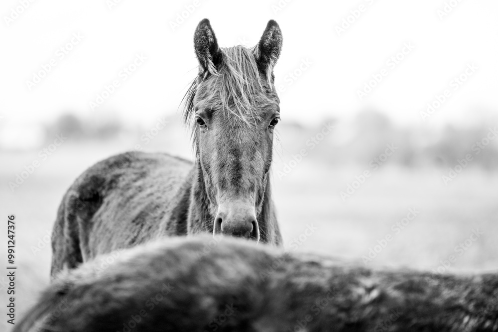 Fototapeta premium horse equine in the pasture winter 
