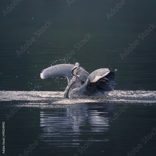 Grey heron (Stârc cenușiu) photo