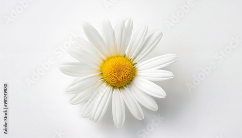 Single White Daisy Flower Isolated on White Background