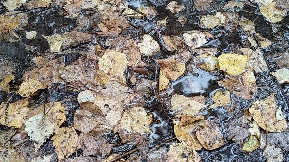 Exploring the beauty of autumn leaves floating in a serene forest puddle during a rainy afternoon Exploring the beauty of autumn leaves floating in a serene forest puddle during a rainy afternoon