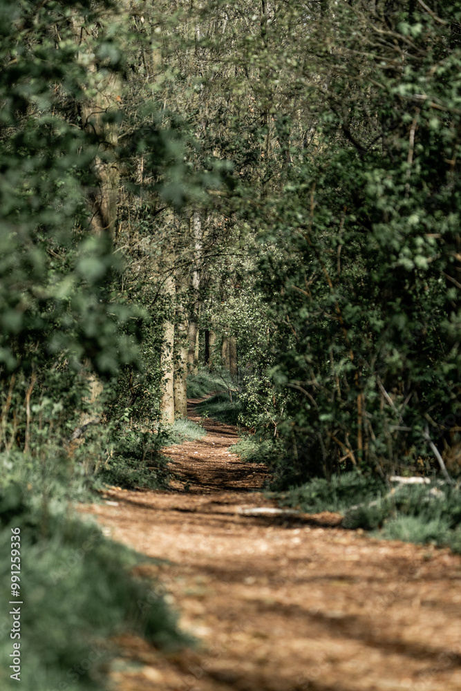 Fototapeta premium footpath in the woods pathway path green forest