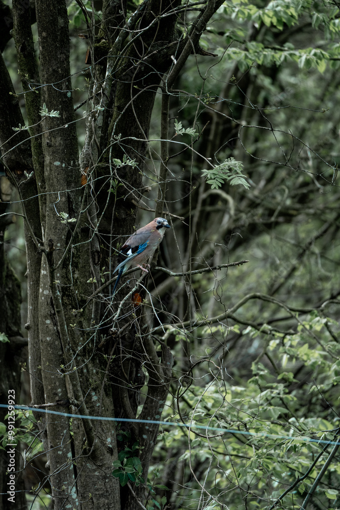 Naklejka premium bird in the forest