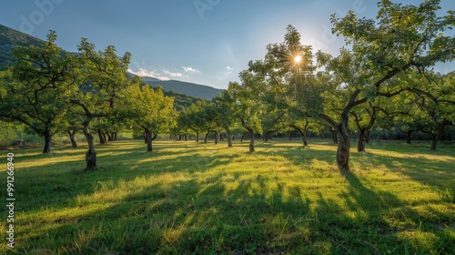 Orchard in spring