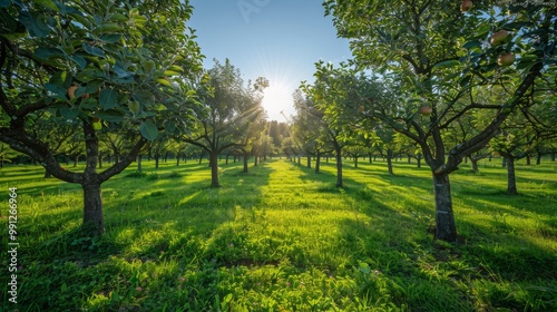 Orchard in spring