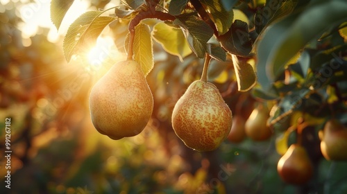 Ripe pears ready to be picked, hanging from the branches