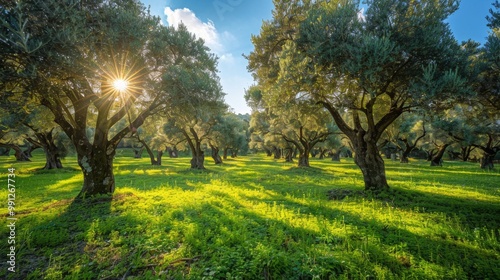 Olive trees grove in morning sunlight
