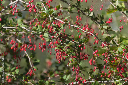 Wild barberry berries in a summer garden