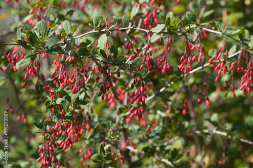 Wild barberry berries in a summer garden