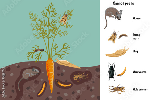 vector drawing plant of carrot with root , green leaves and pests, vegetable and insects in soil ground, hand drawn illustration