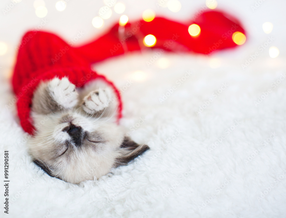 Kitten sleep in red christmas sock Kitten sleep in red christmas sock