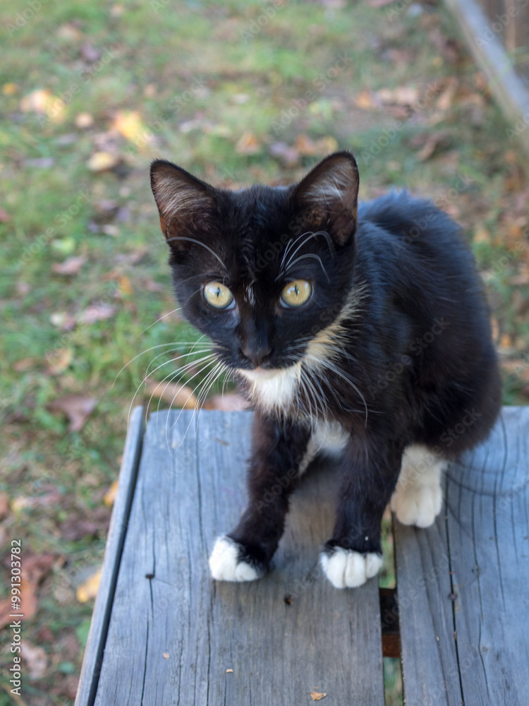 black kitten on a wooden bench