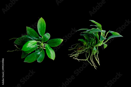 Two angle of Anubias pangolino rare mini aquatic plants isolated on black background with clipping path