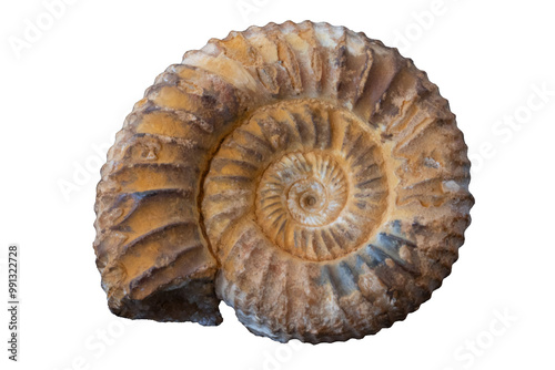 Fossilized ammonite shell, prehistoric marine life, beautiful spiral structure. photo