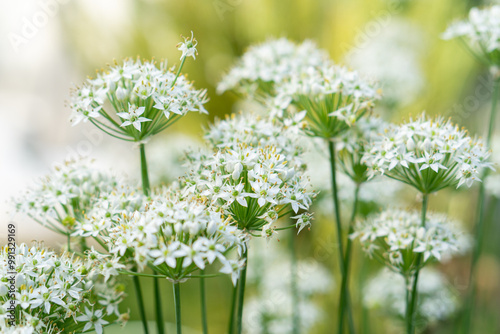 ニラの花 photo