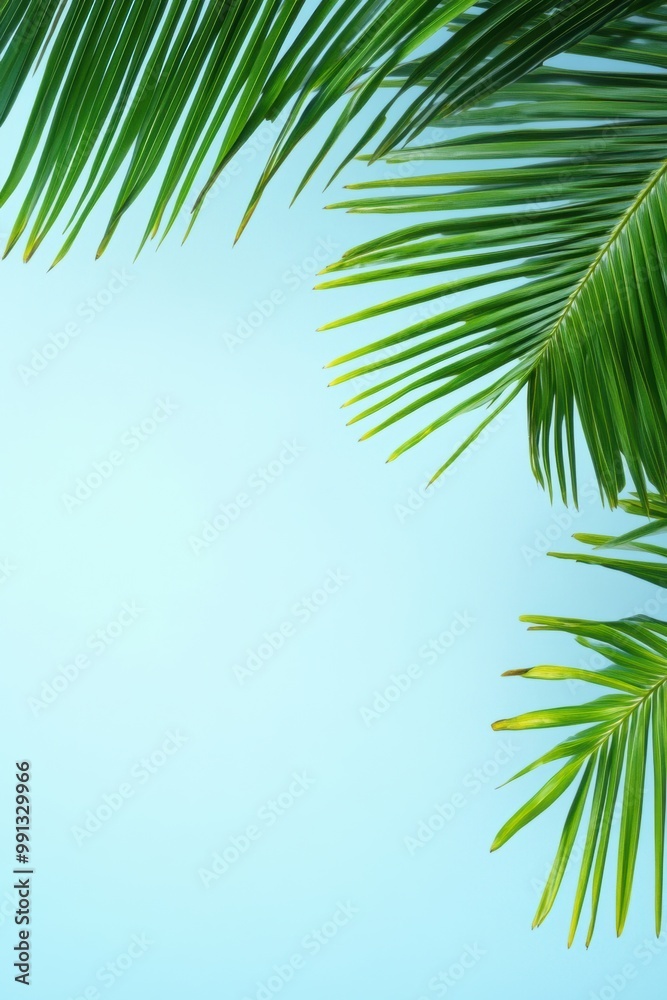 Fototapeta premium Coconut tree leaf abstract with copy space background