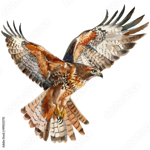 Watercolor drawing of Hawk, isolated on a white background, and Hawk vector