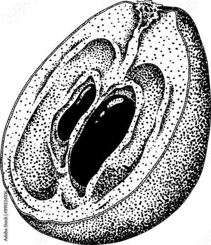 Chiku elements. Sapodilla naseberry pouteria engraving fruits. Vector botanical design of exotic tropical fruit
