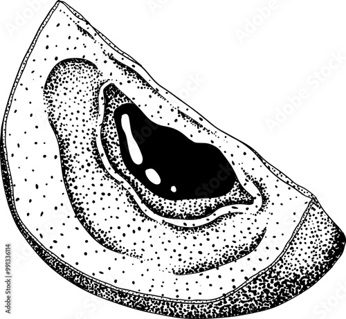 Chiku elements. Sapodilla naseberry pouteria engraving fruits. Vector botanical design of exotic tropical fruit