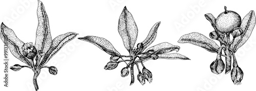 Chiku elements. Sapodilla naseberry pouteria engraving fruits. Vector botanical design of exotic tropical fruit