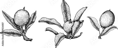 Chiku elements. Sapodilla naseberry pouteria engraving fruits. Vector botanical design of exotic tropical fruit