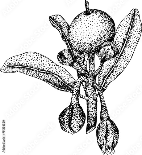 Chiku elements. Sapodilla naseberry pouteria engraving fruits. Vector botanical design of exotic tropical fruit