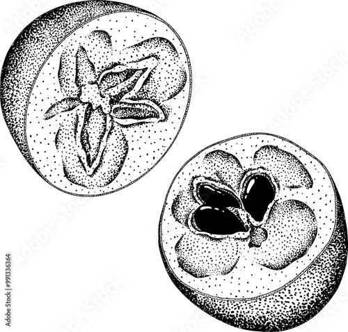 Chiku elements. Sapodilla naseberry pouteria engraving fruits. Vector botanical design of exotic tropical fruit