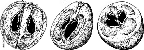 Chiku elements. Sapodilla naseberry pouteria engraving fruits. Vector botanical design of exotic tropical fruit