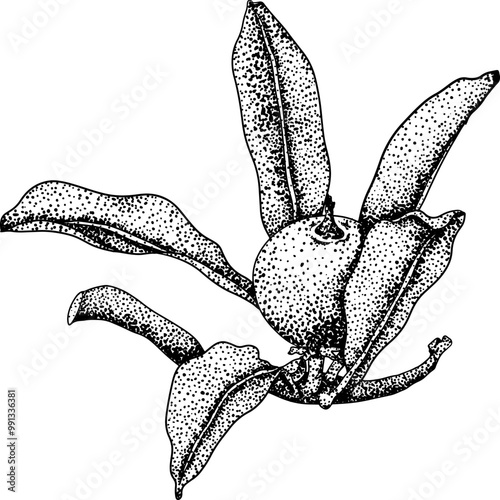 Chiku elements. Sapodilla naseberry pouteria engraving fruits. Vector botanical design of exotic tropical fruit
