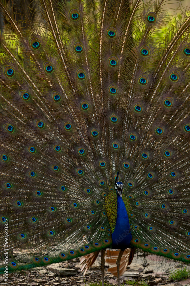 Fototapeta premium peacock with feathers
