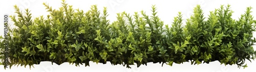 An assortment of green plants set on a white backdrop, emphasizing their rich colors and textures.