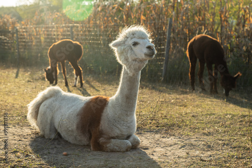A white llama is lying on the farm