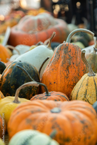 Many colorful pumpkins of different shapes