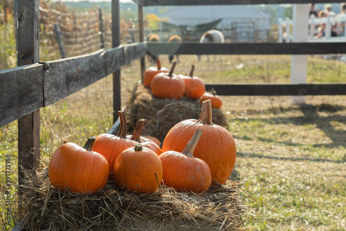 Pumpkins on a farm by the fence