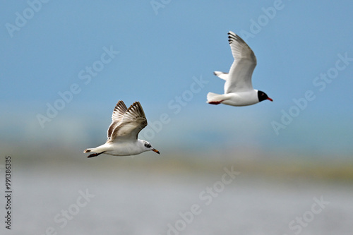 Schwarzkopfmöwe // Mediterranean gull (Ichthyaetus melanocephalus) - Pomorie, Bulgarien photo