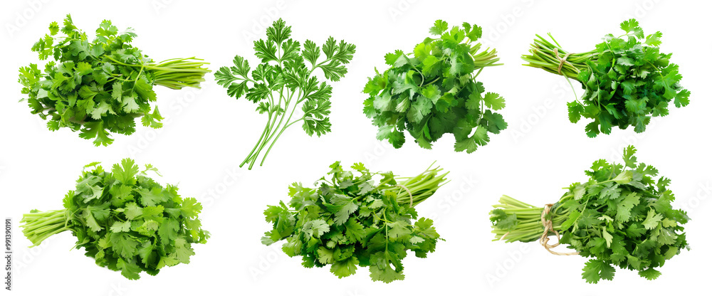 set of bunch of coriander leaves isolated on transparent set of bunch of coriander leaves isolated on transparent