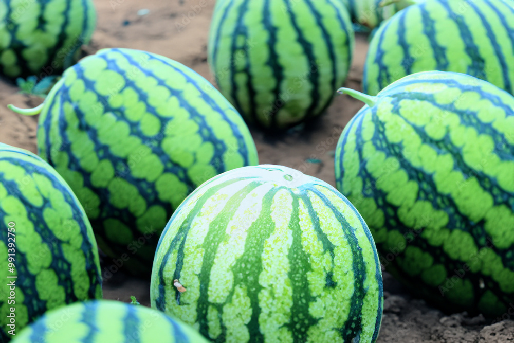 A field of fruit of watermelon in nature. Food fresh green concept. Watermelons and melons in a field in nature. Fruits of the field of watermelon and lifestyle melons in nature. A field of fruit of watermelon in nature. Food fresh green concept. Watermelons and melons in a field in nature. Fruits of the field of watermelon and lifestyle melons in nature.