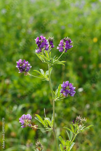 Billede på lærred Bastard-Schneckenklee (Medicago ×varia) begegnet auf der Schwäbischen Alb