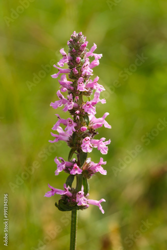 Heilziest (Stachys officinalis) begegnet auf der Schwäbischen Alb photo