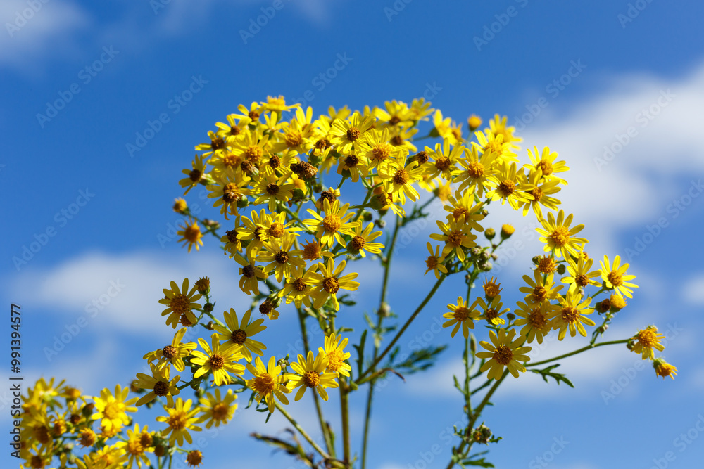 Jakobs-Greiskraut (Jacobaea vulgaris) begegnet auf der Schwäbischen Alb