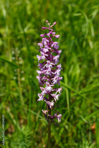 Große Händelwurz (Gymnadenia conopsea) begegnet auf der Schwäbischen Alb photo